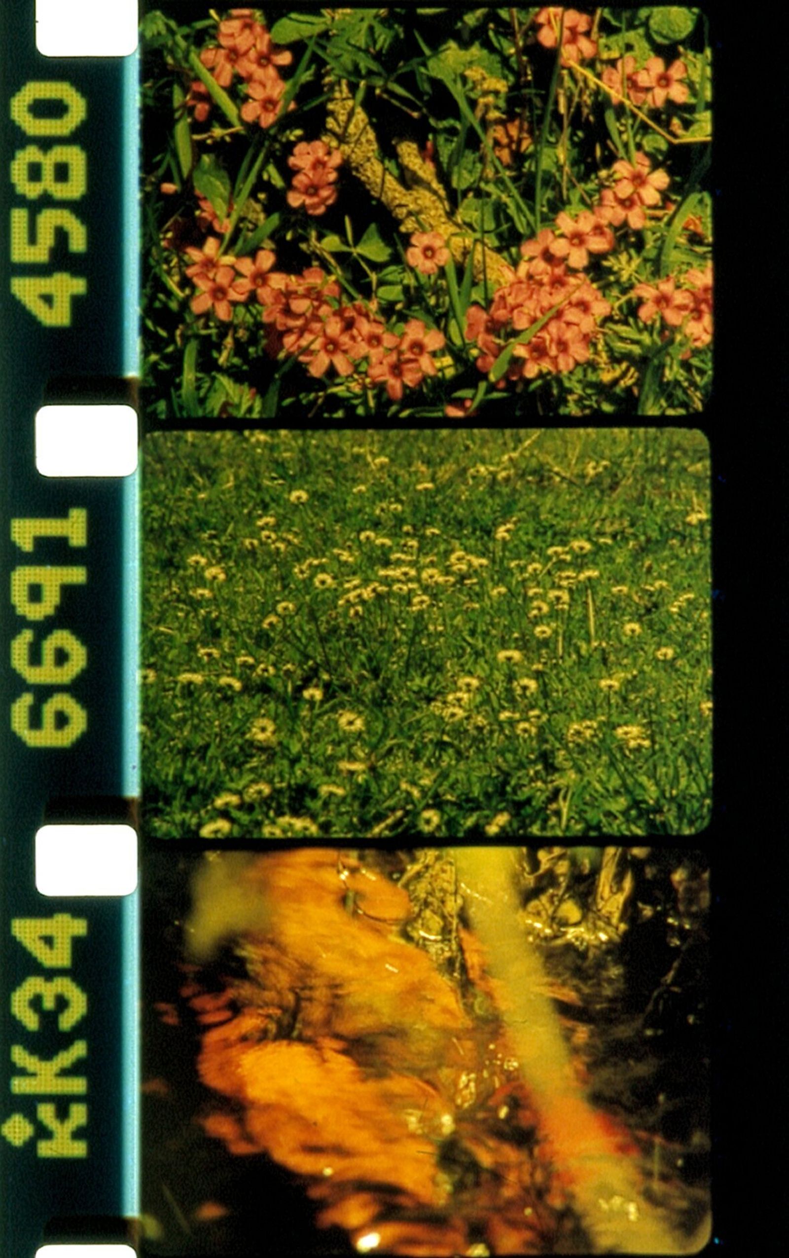 Un fotograma de 'Bouquets 25-27', de Rose Lowder.