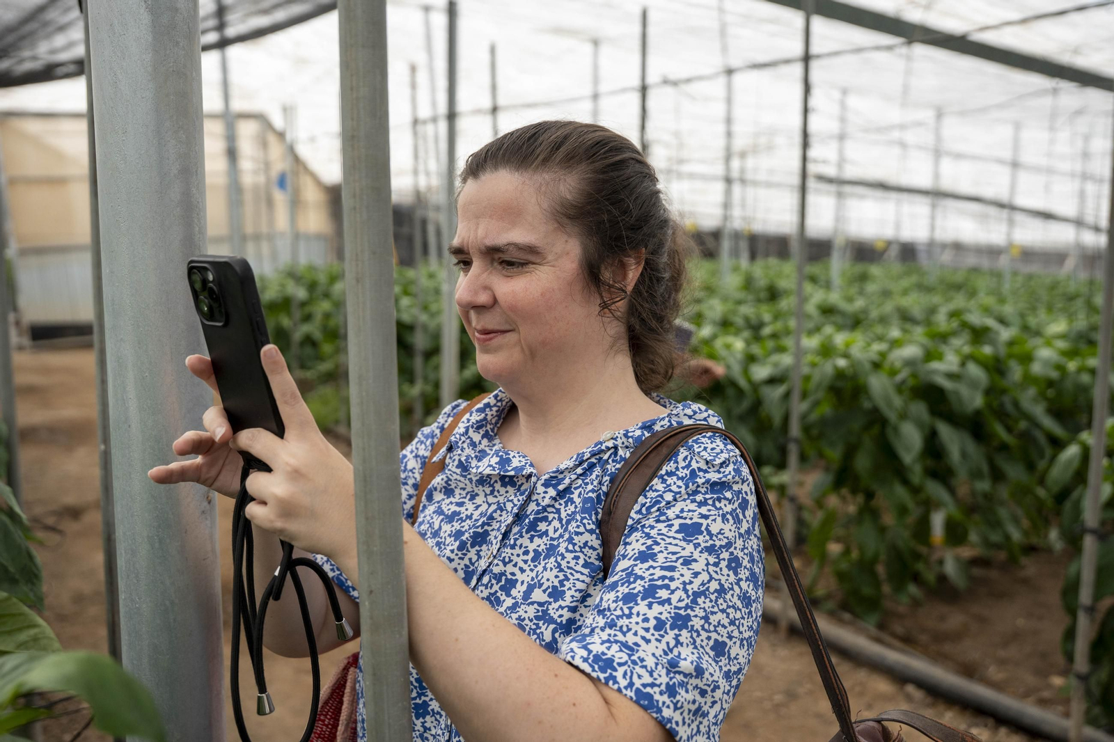 Las imágenes de la suelta de bichos depredadores para la lucha biológica en invernadero por Agrobio