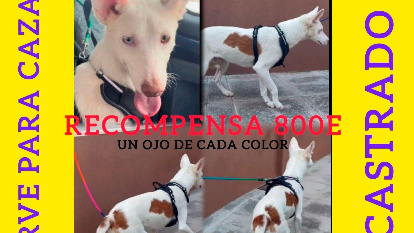 Mozart es el único perrito que falta por recuperar y piden ayuda para ello a la ciudadanía.