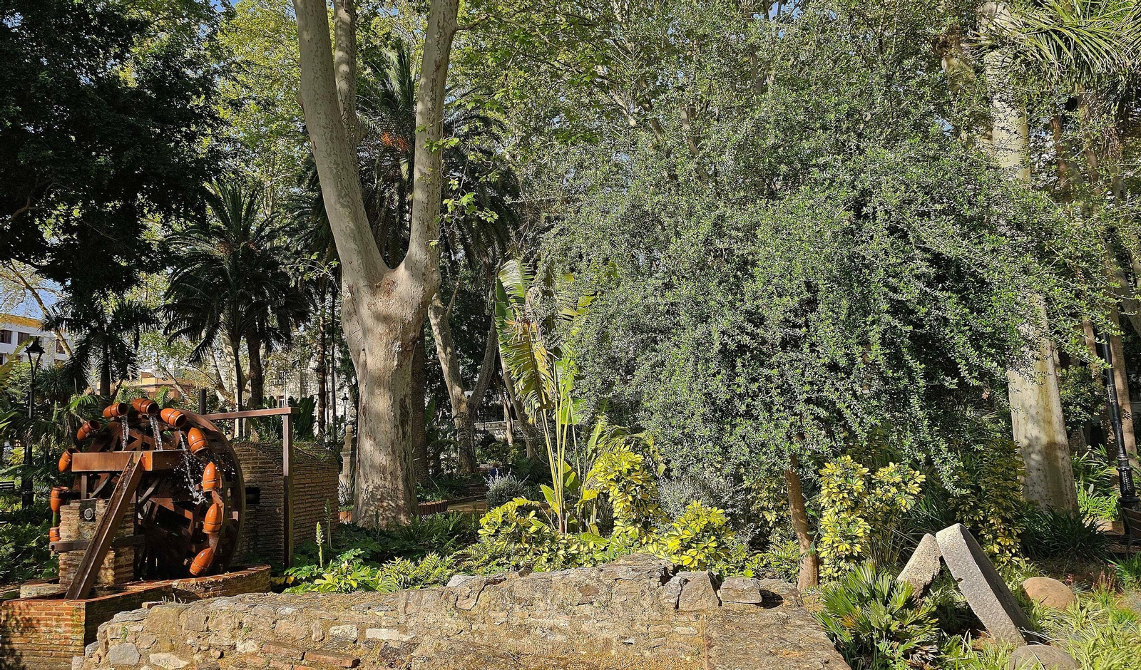 El olivo dedicado al padre Flores crece junto a unas ruedas de molino, cerca de la noria medieval, en el parque María Cristina