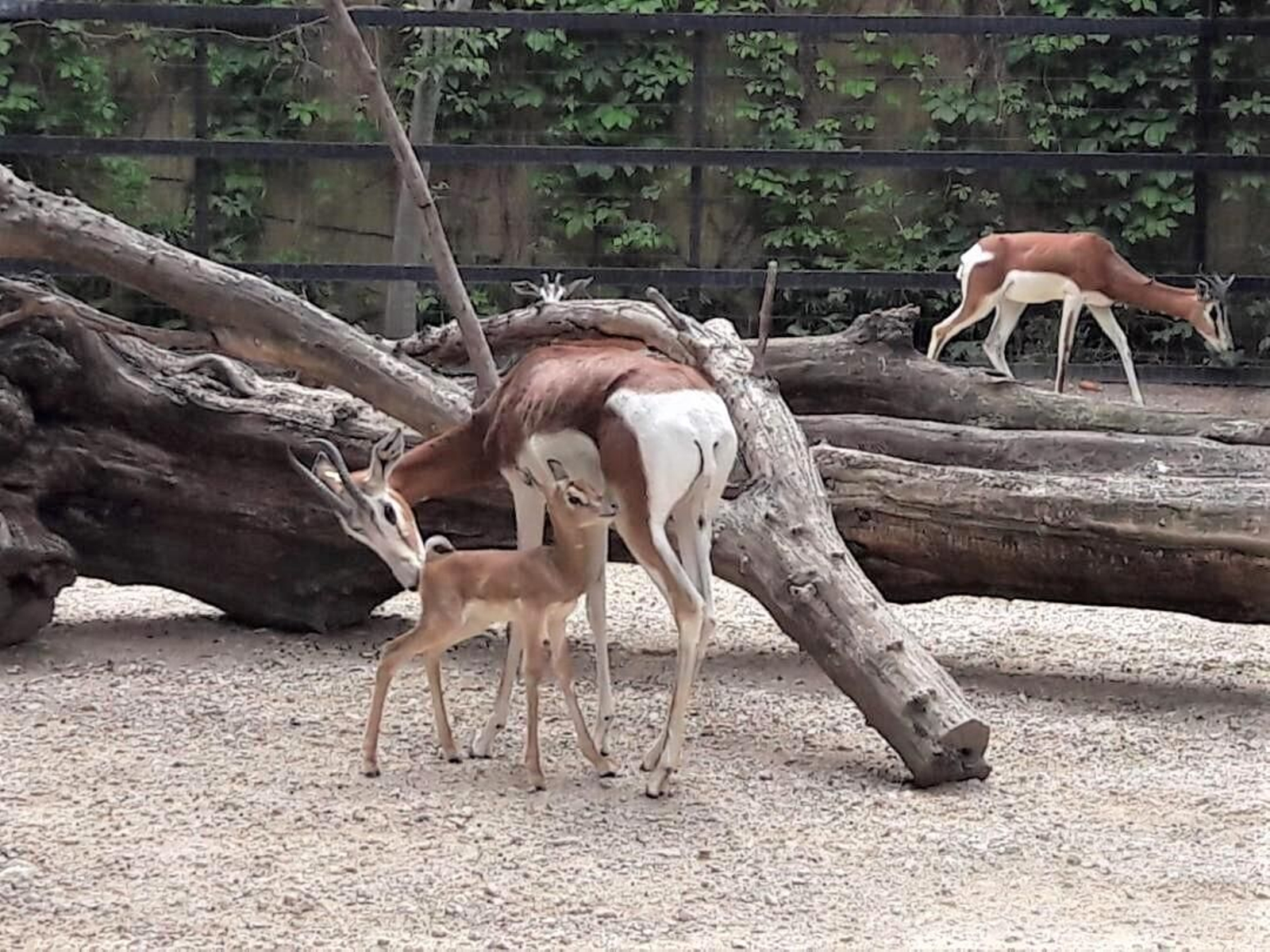 La cría de gacela Mhorr, con su madre.