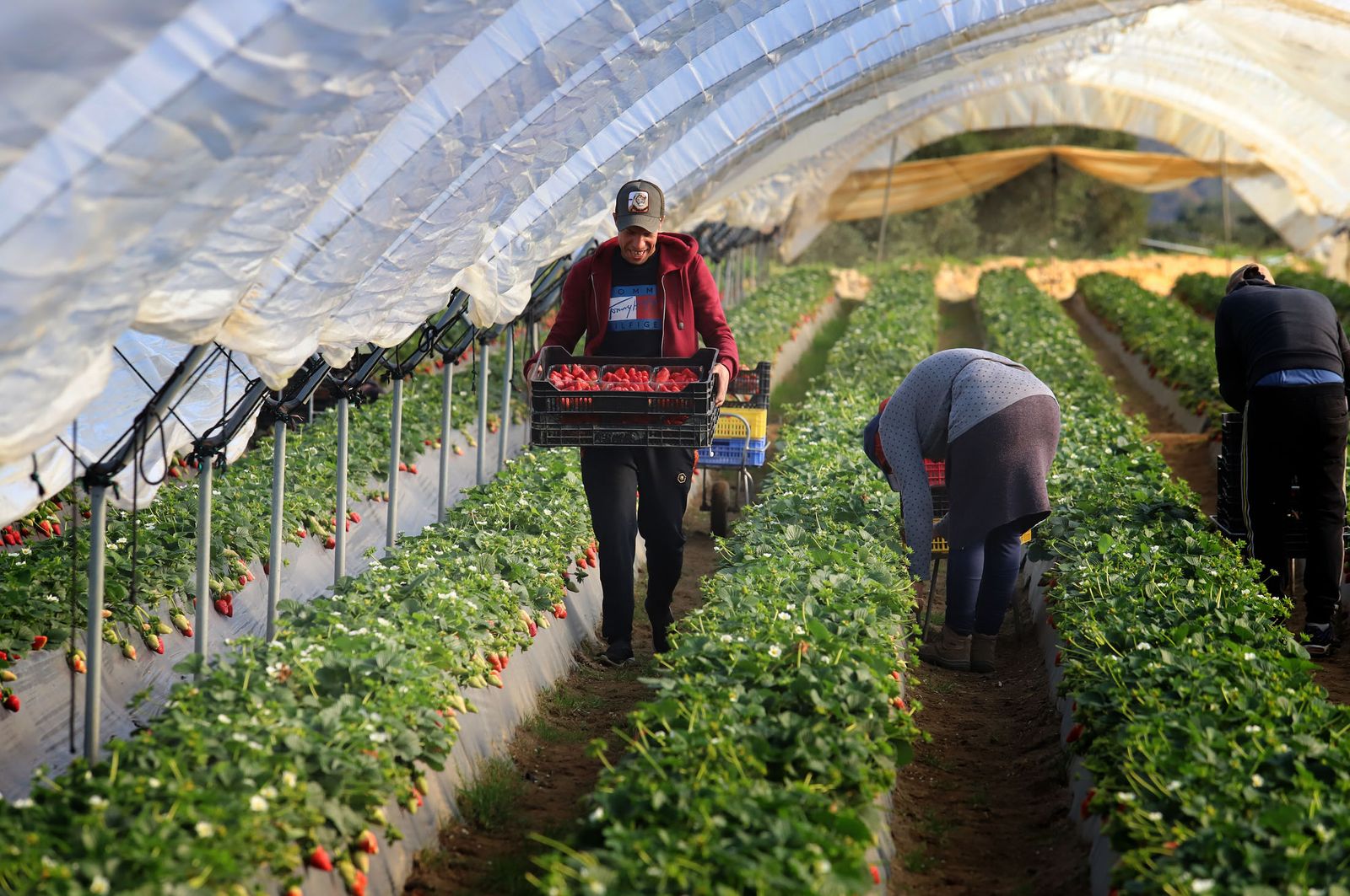 Varios trabajadores recolectando fresas del campo onubense.