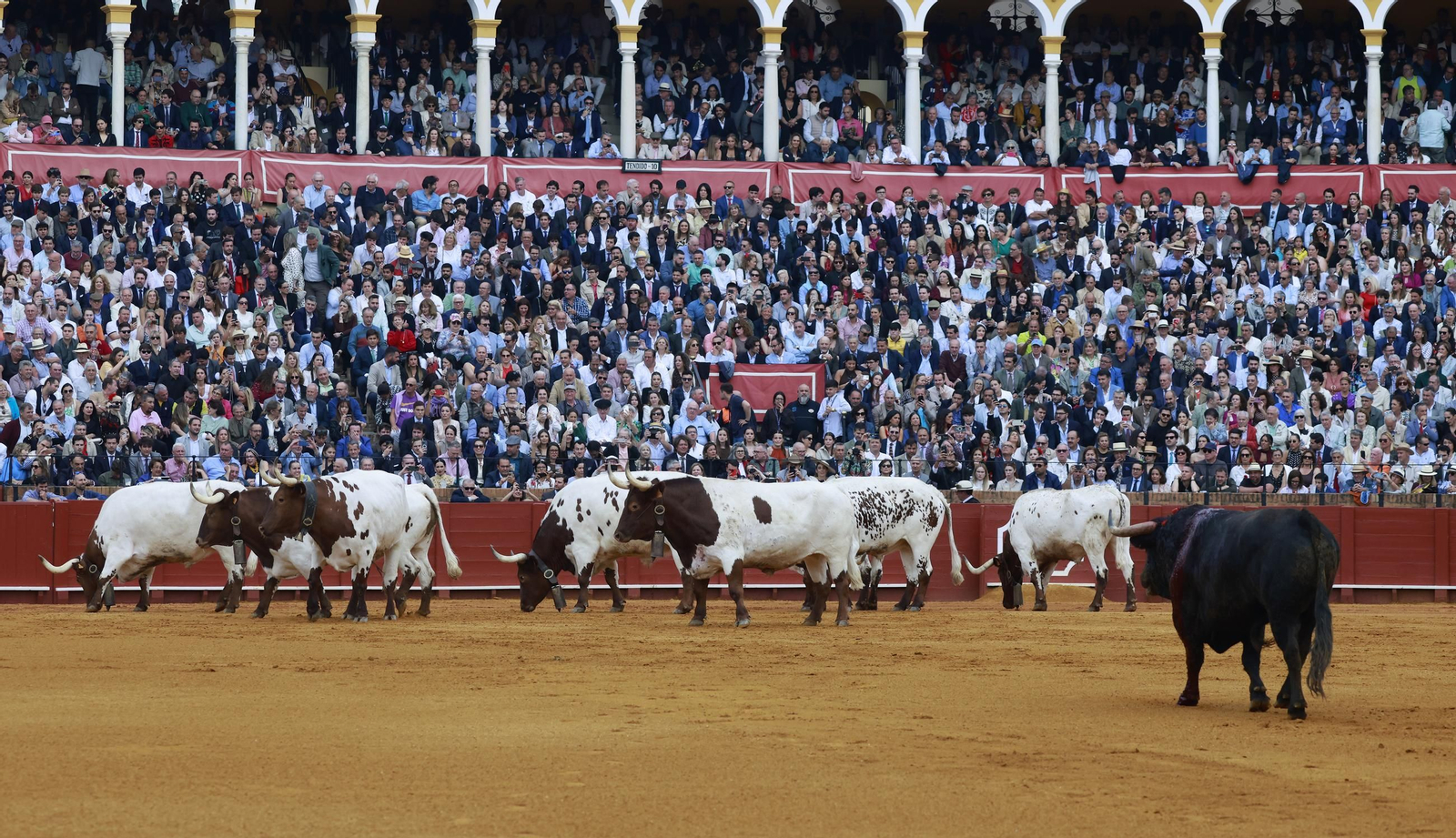 Las imágenes de los toros en Sevilla con Morante de la Puebla, José María Manzanares y Talavante