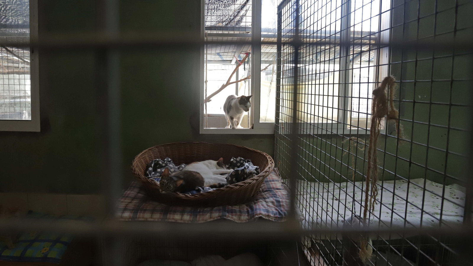 Fotos de la Protectora de Animales y Plantas de Algeciras