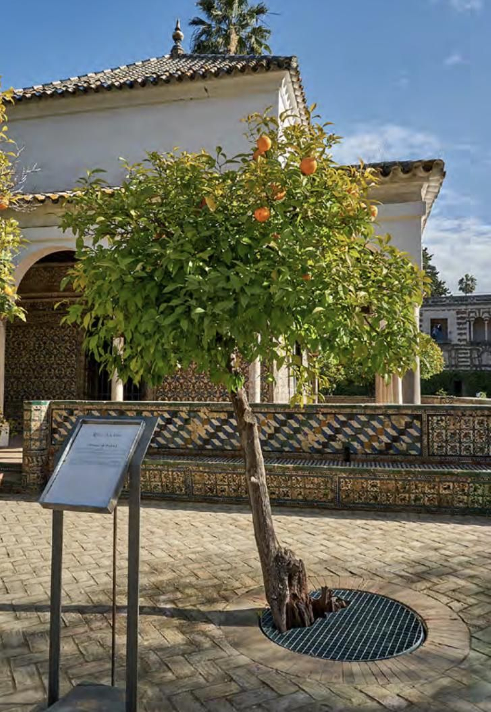 Los árboles más singulares del nuevo catálogo de Sevilla