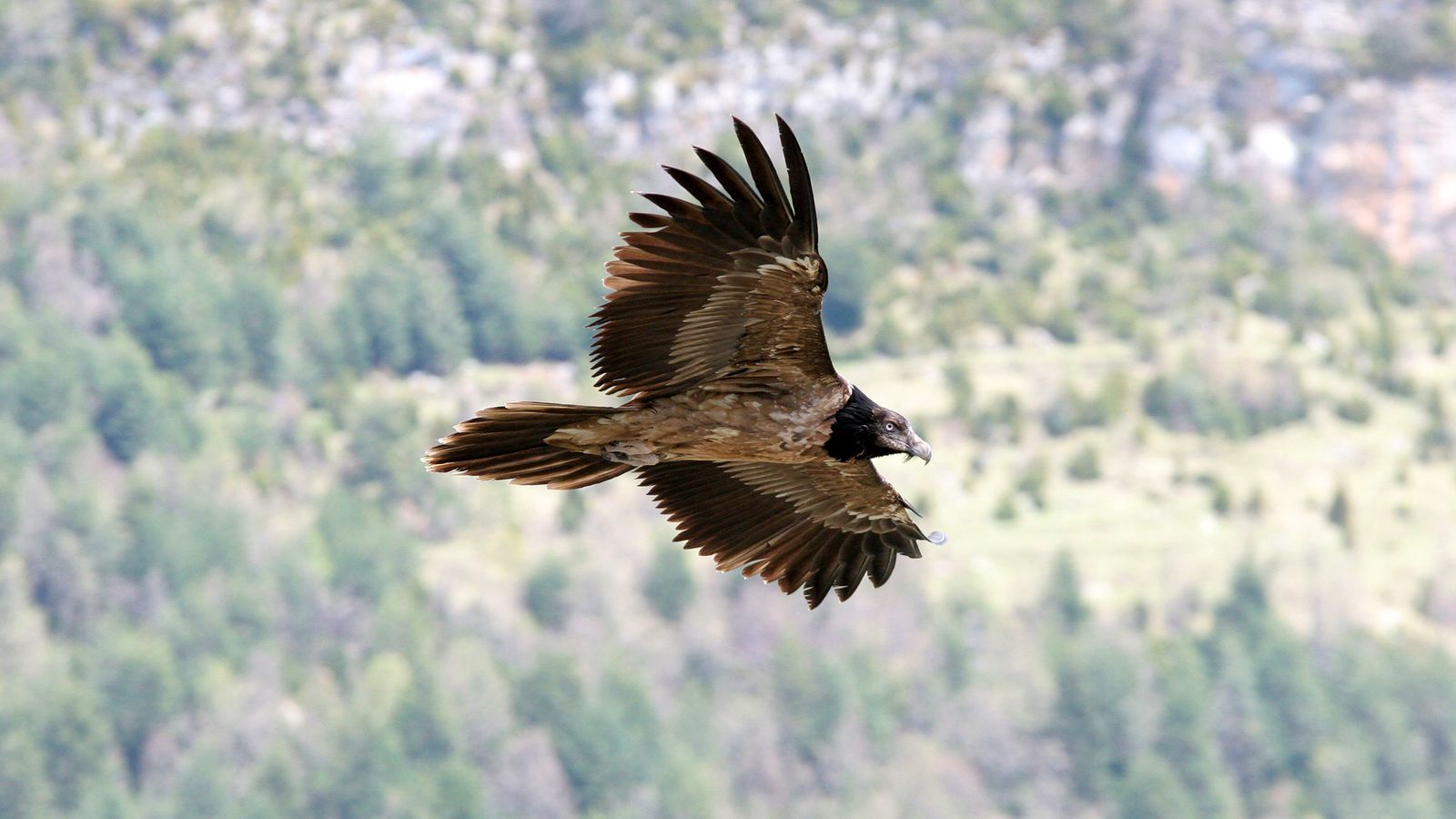 El quebrantahuesos es el único ave carroñera que se alimenta exclusivamente de huesos y tendones.