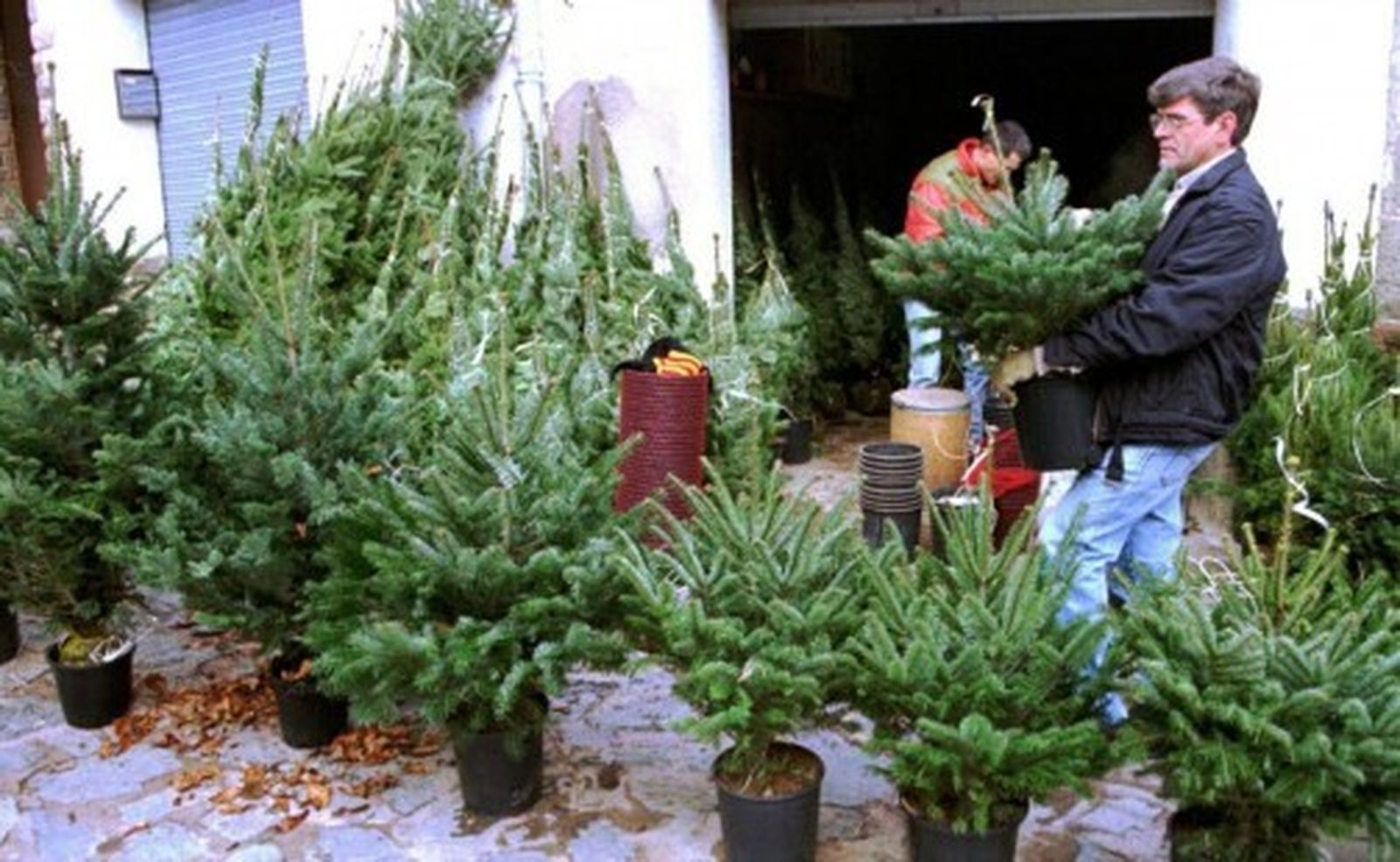 Una plataforma envía a domicilio abetos del Montseny-Guilleries