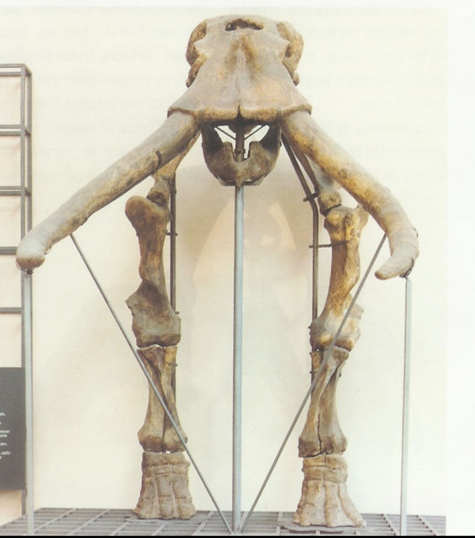 Cráneo y extremidades anteriores de Elephas antiquus (Museo Nacional de Ciencias Naturales, Madrid)