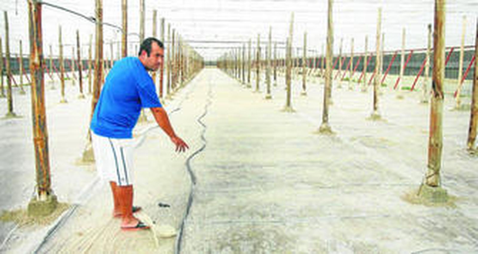 Un agricultor prepara el invernadero para comenzar el cultivo.