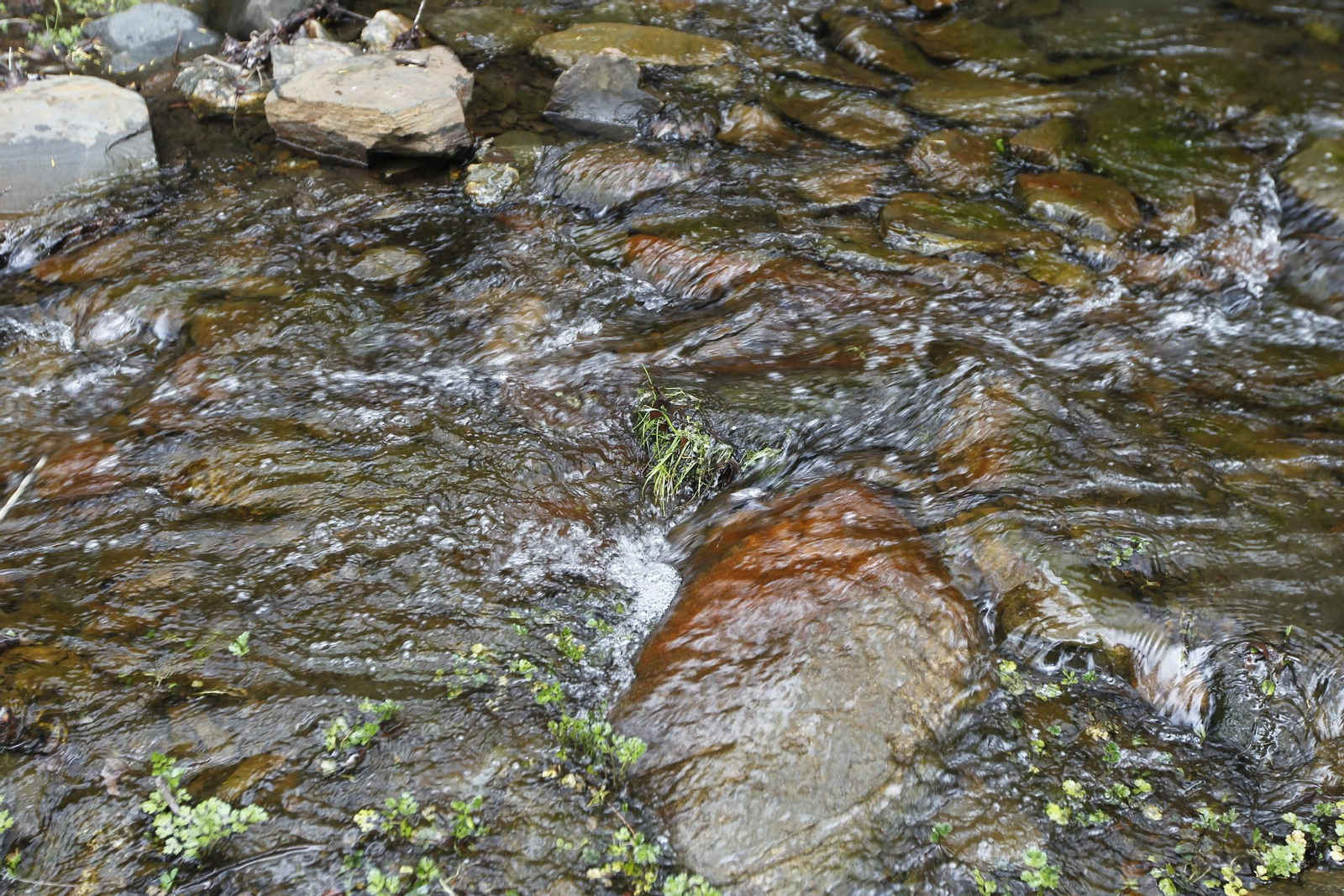 Naturaleza desconfinada. La Roza (Abrucena)