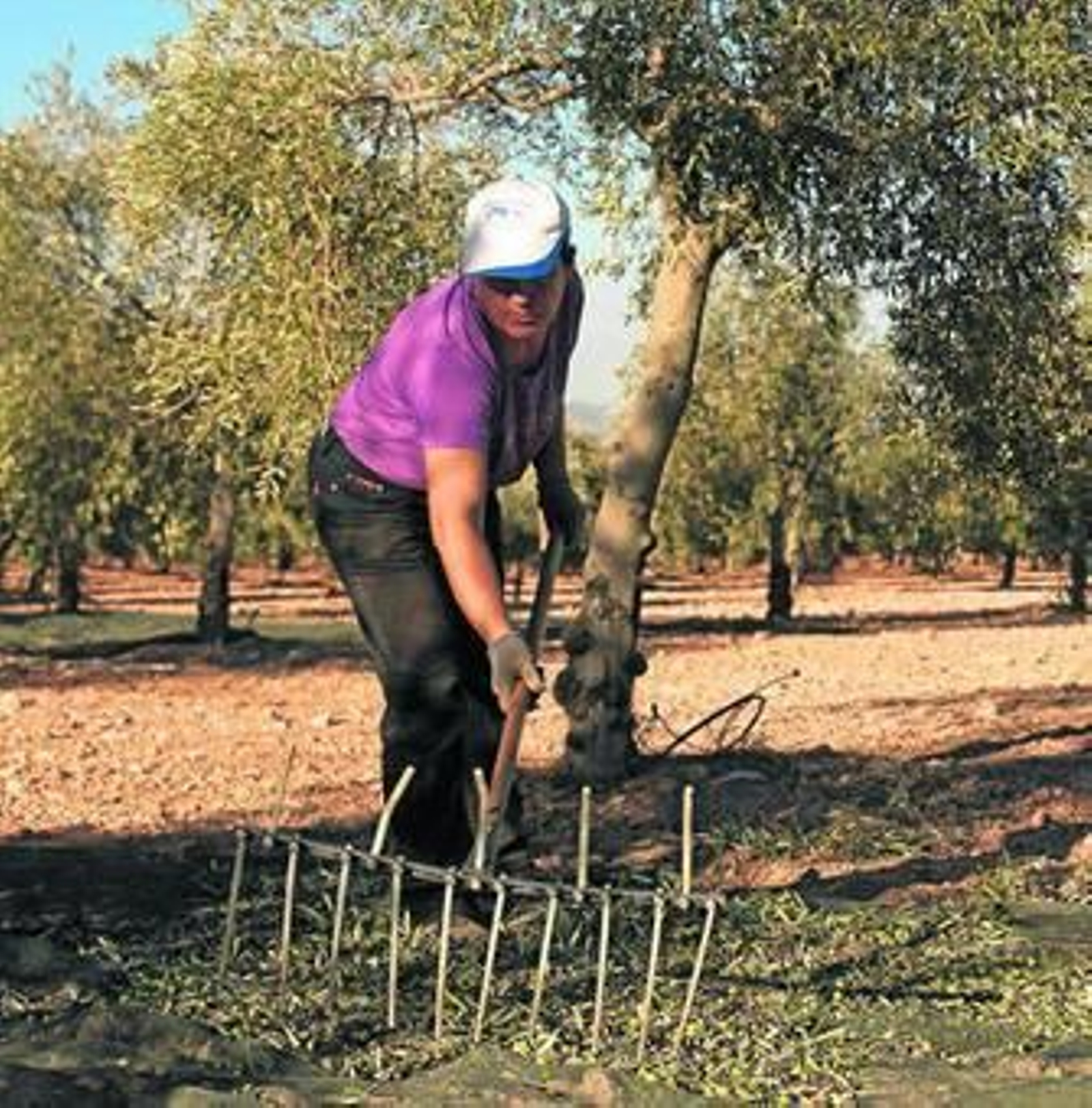 Un jornalero en la campaña de recogida de la aceituna de este año.