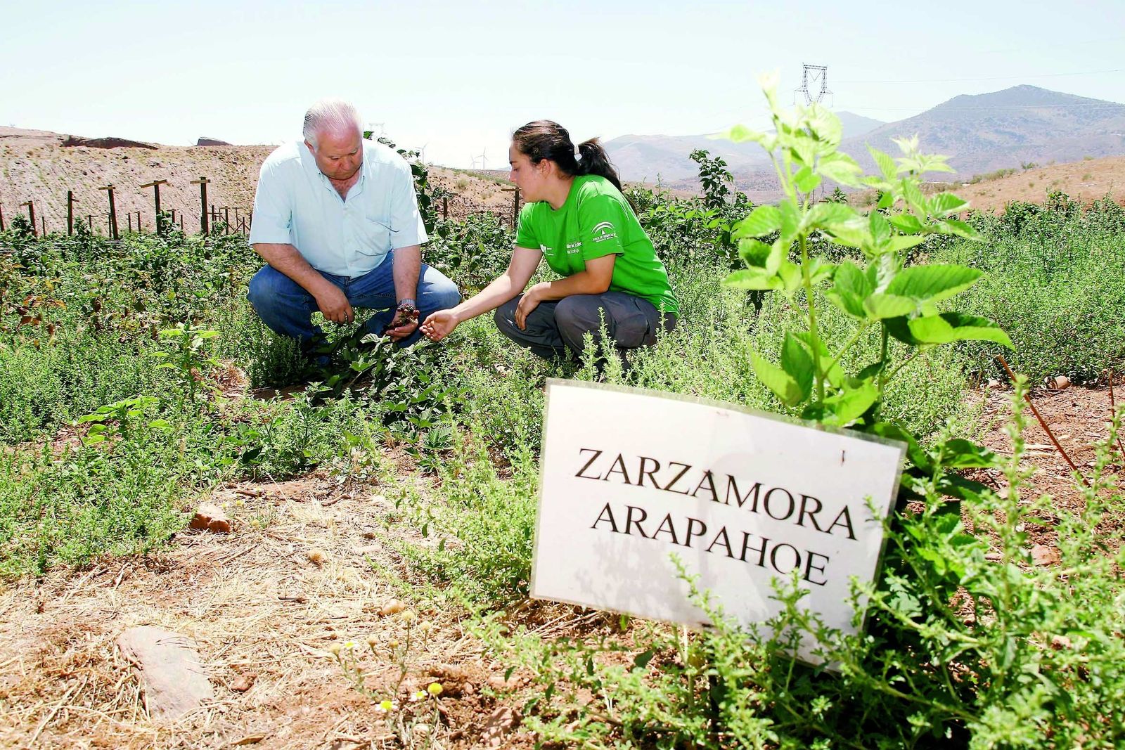 Frutas del bosque cultivadas mediante agricultura ecológica.