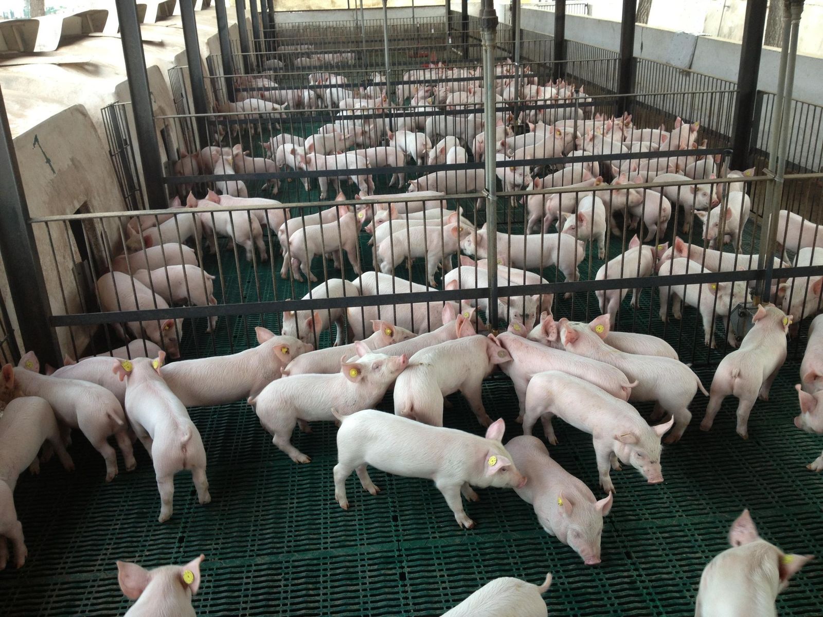 La cabaña de cerdo blanco es la más numerosa del sector ganadero malagueño, y la que más facturación le reporta.