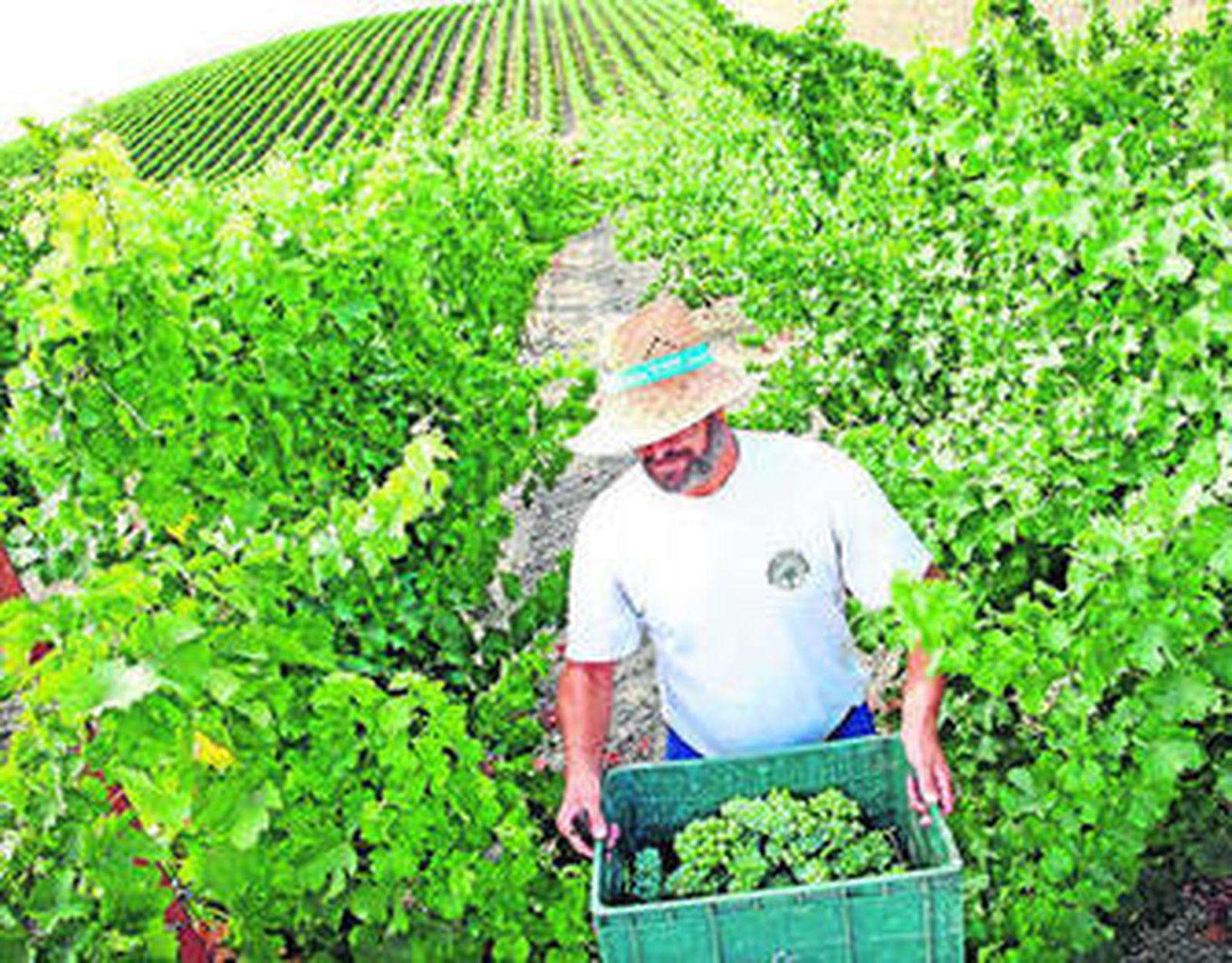 La vendimia más madrugadora