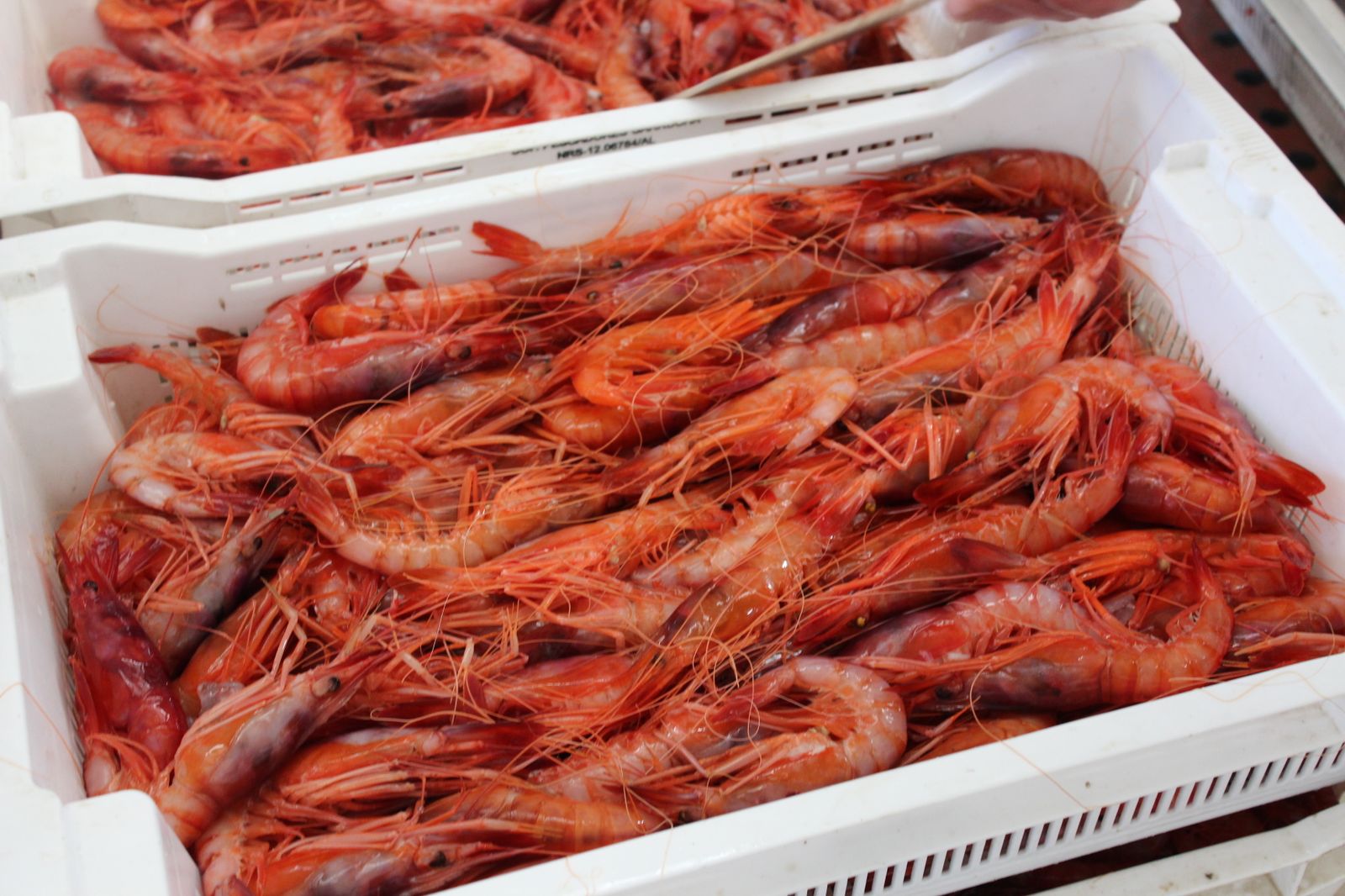 Bandeja de gamba roja en la lonja de Garrucha.