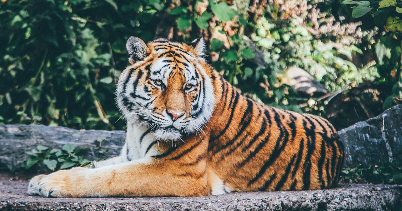 Un tigre descansa en una roca del zoo