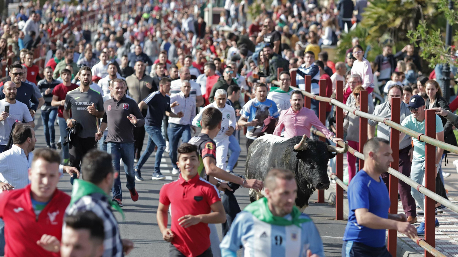 Toro de la Víspera en Los Barrios