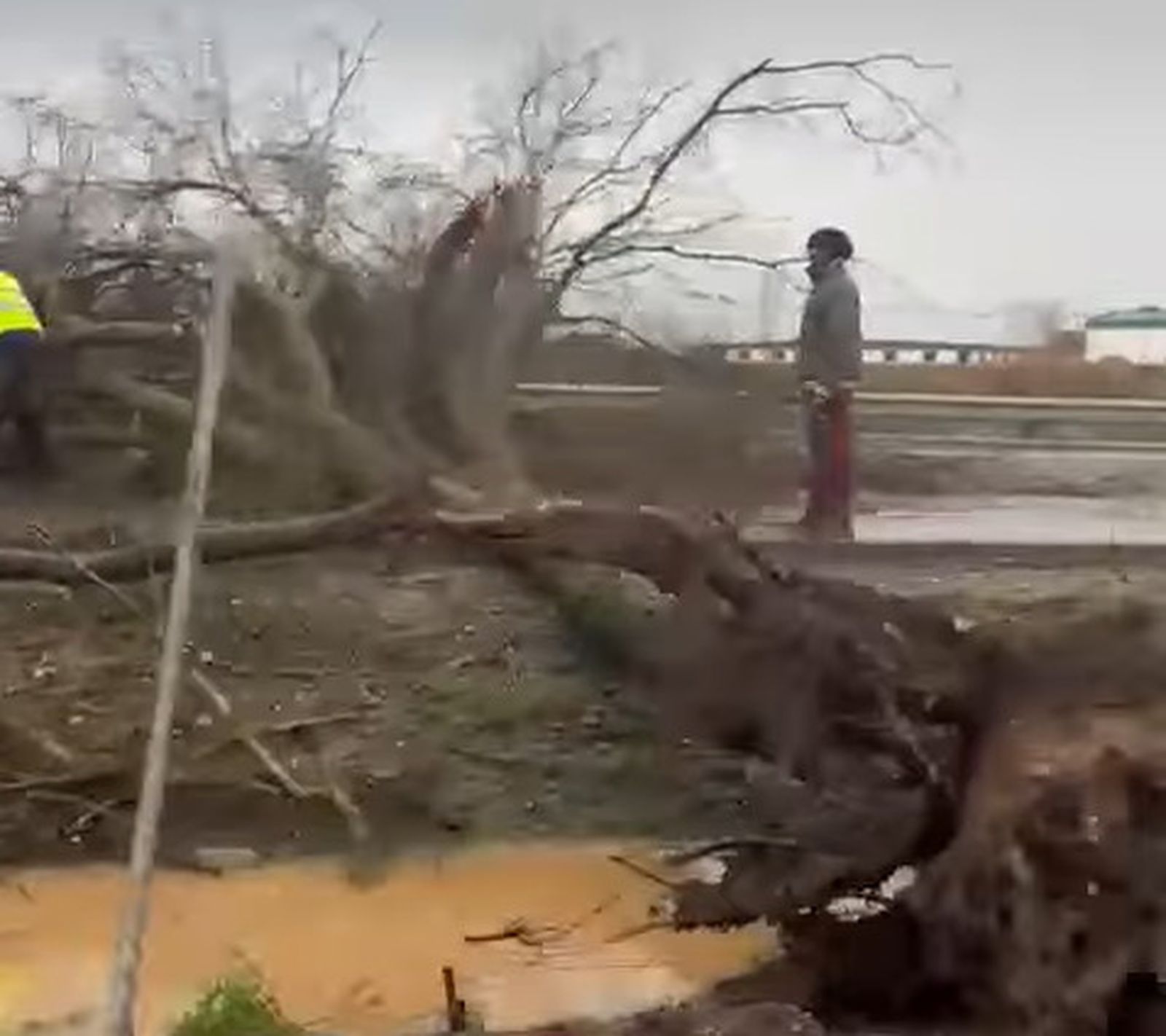 Caída del árbol en la autovía.