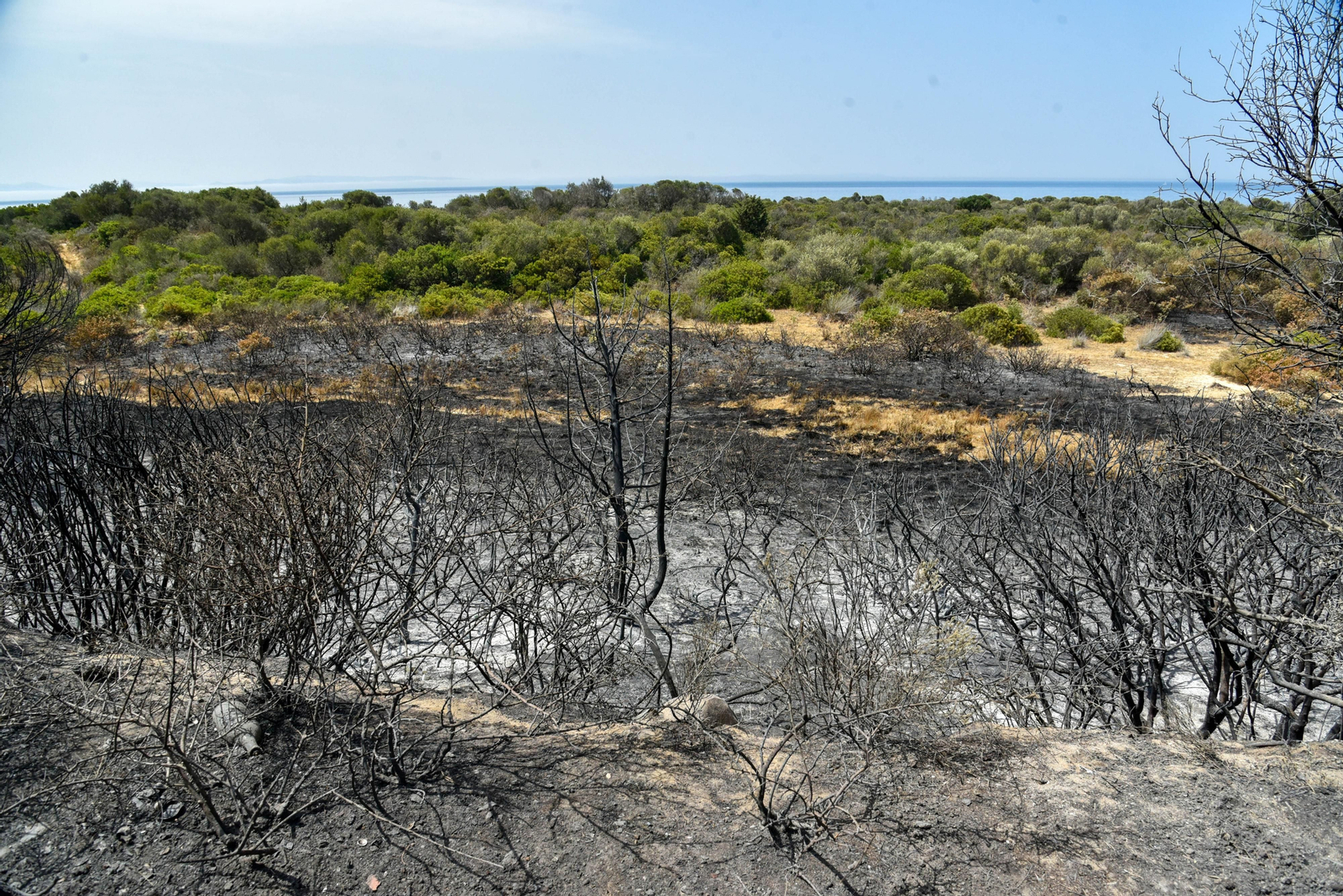 Fotos del incendio de Valdevaqueros que arrasó con 11 hectáreas de Parque Natural del Estrecho Las fotos de la zona afectada por el incendio de Valdevaqueros