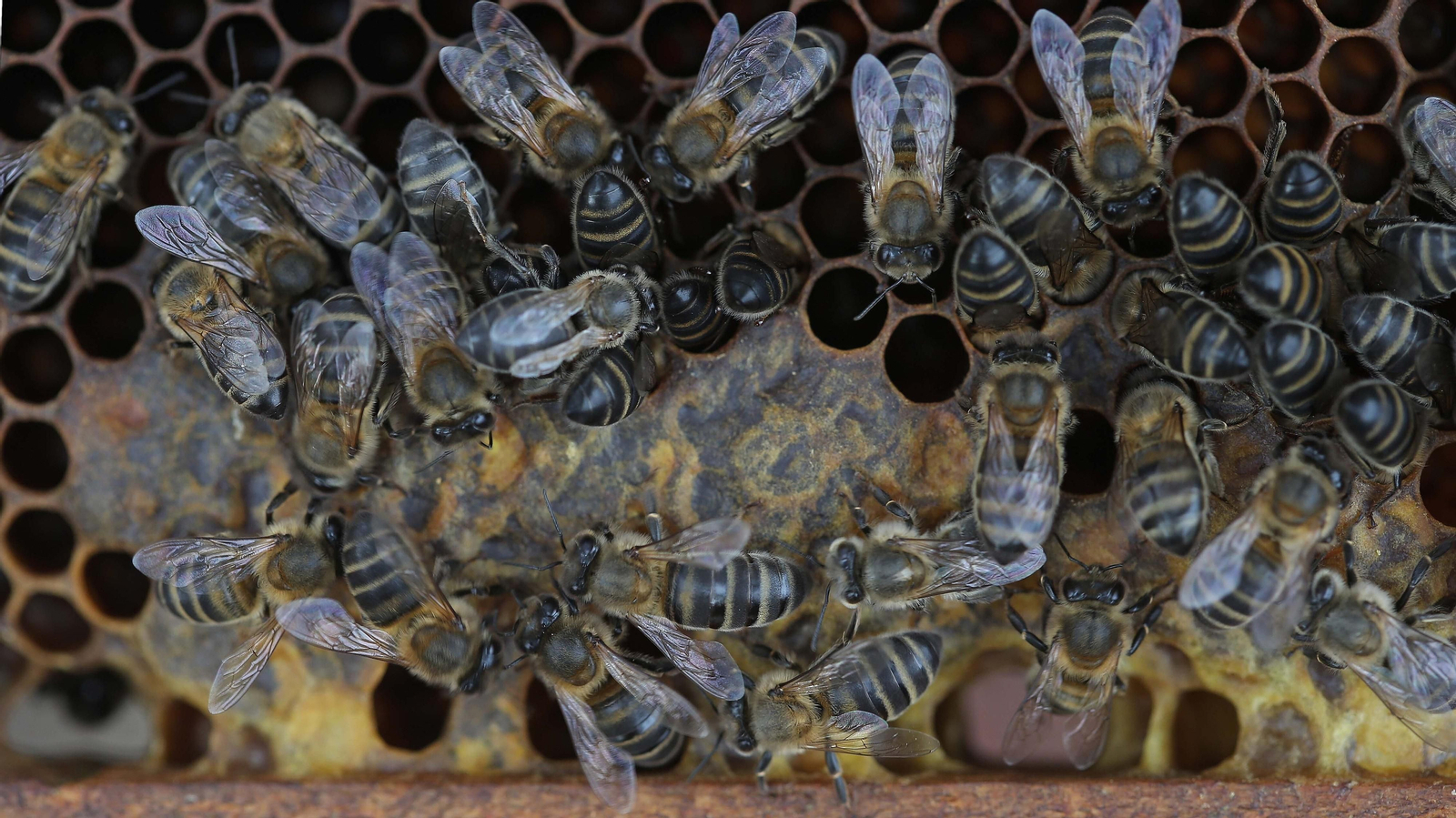 El arte de la apicultura en Los Barrios