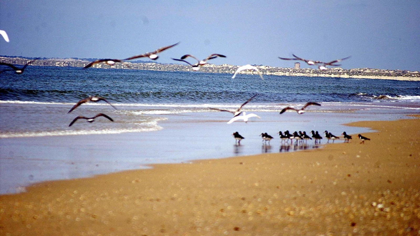 Playa de Doñana.