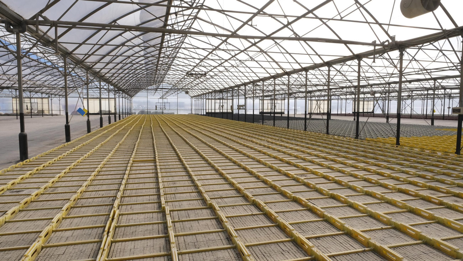 Desde Cuevas del Almanzora para el resto del mundo, las mejores escarolas con Cuadraspania, en imágenes