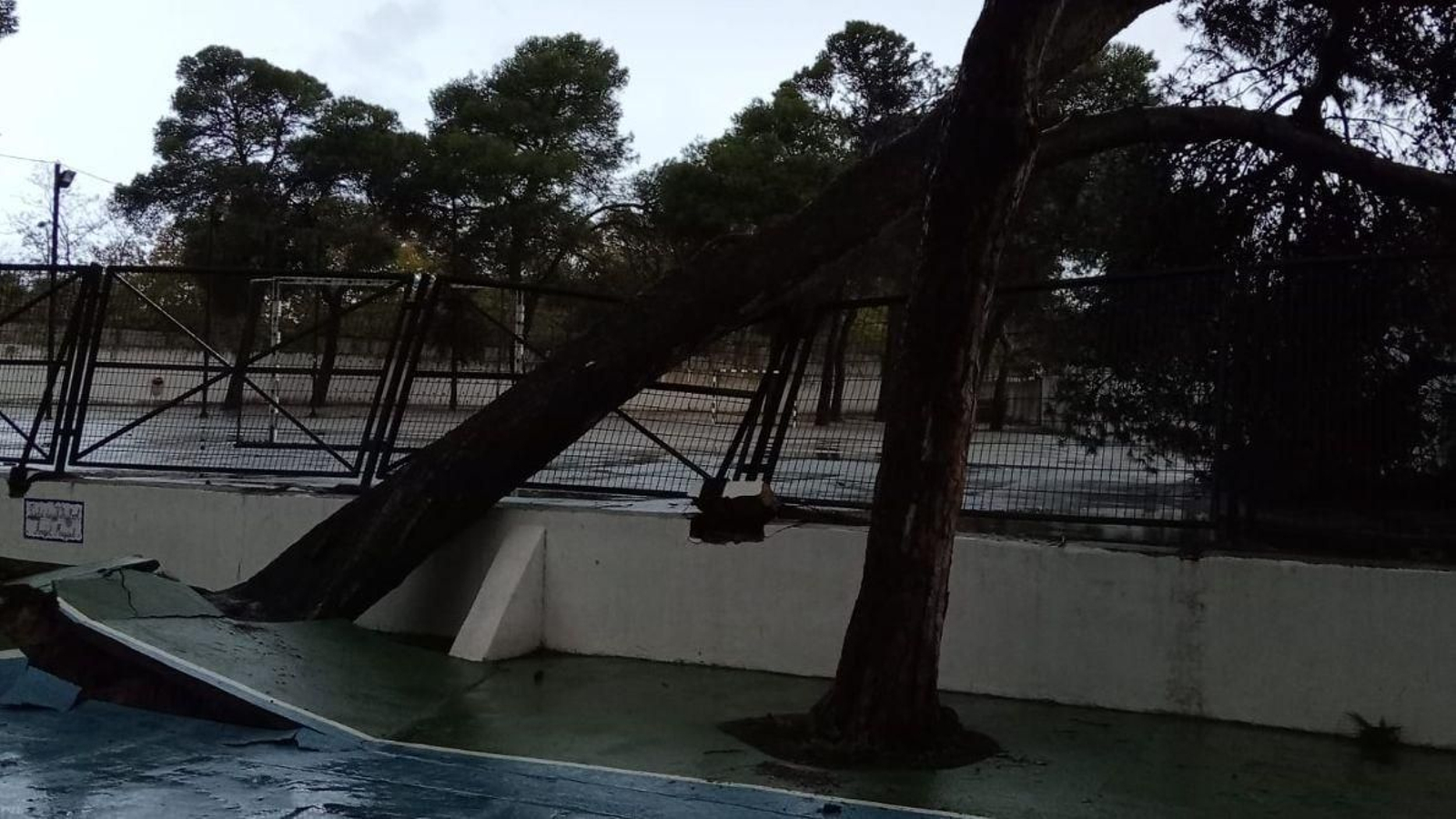 Uno de los árboles que se han caído en el patio del colegio. Uno de los árboles que se han caído en el patio del colegio.