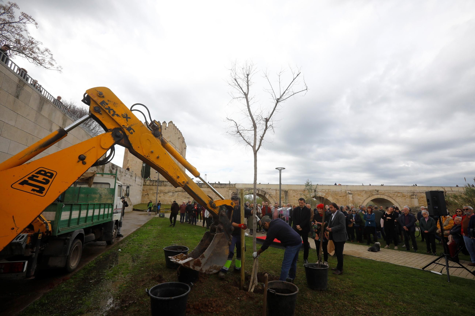 El árbol que siempre recordará a Pepe Larios en Córdoba, en imágenes