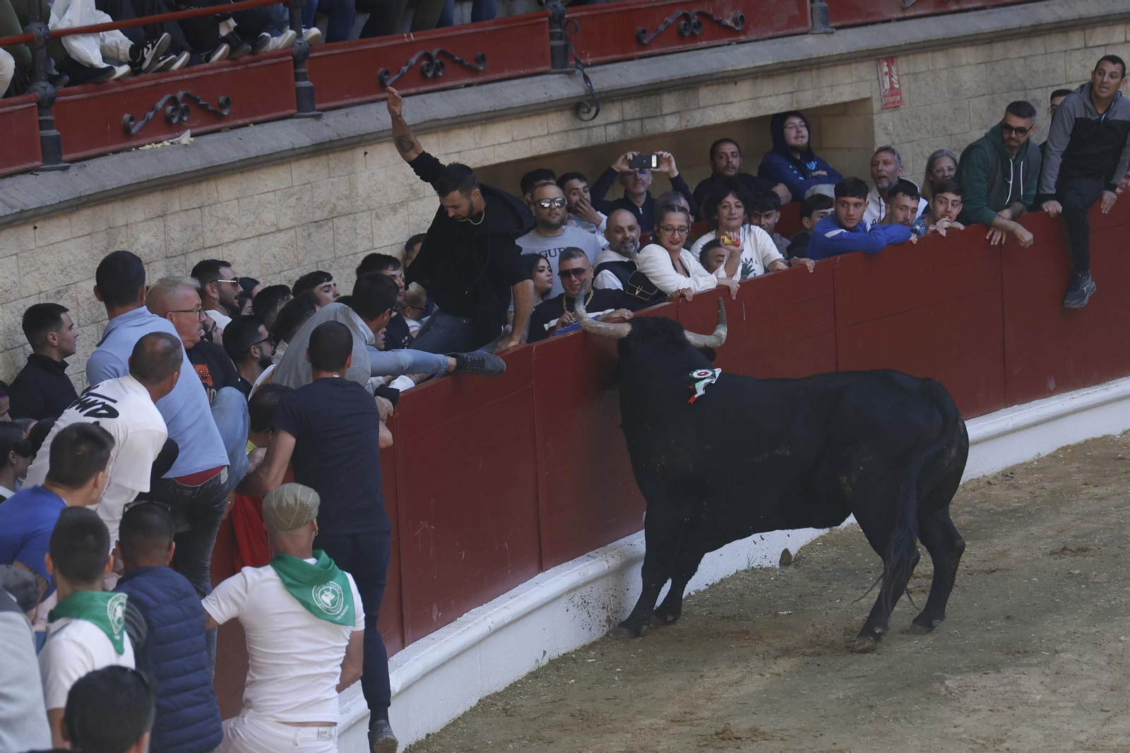 Fotos de los encierros del sábado del Toro Embolao en Los Barrios