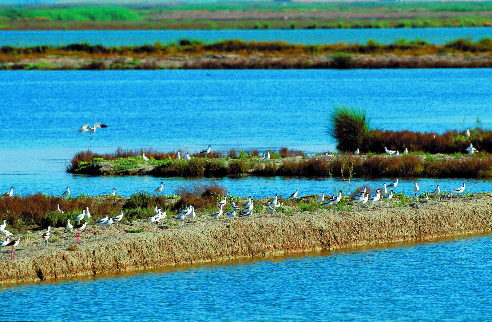 Veta  la  Palma  es lugar de encuentro de aves.