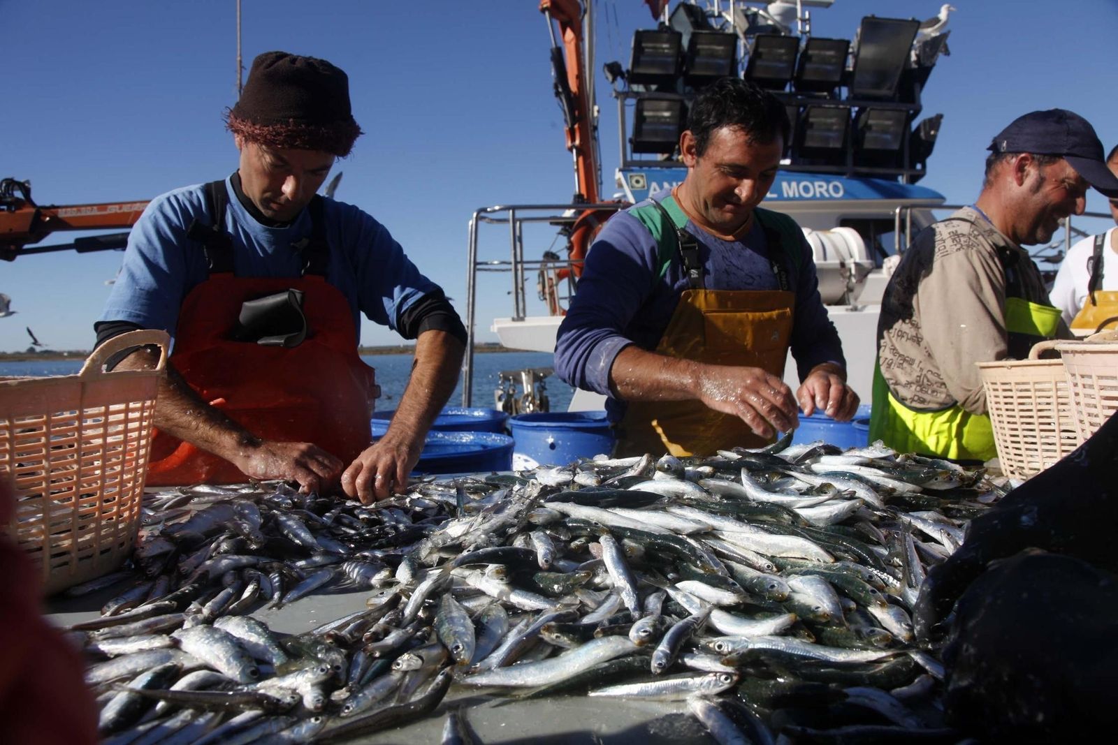 Varios pescadores clasifican una captura de sardinas.