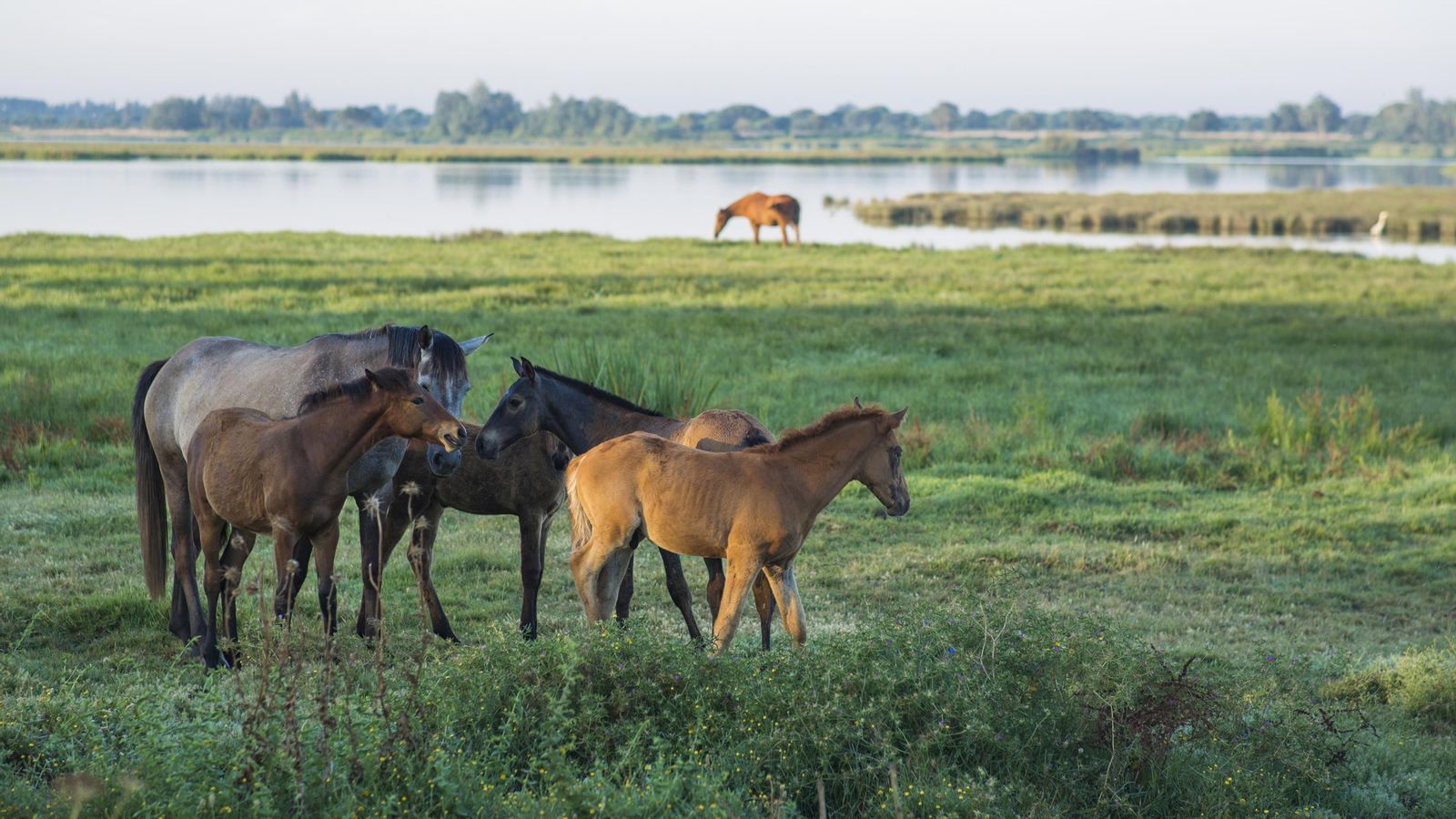 Almonte-Doñana (Huelva)