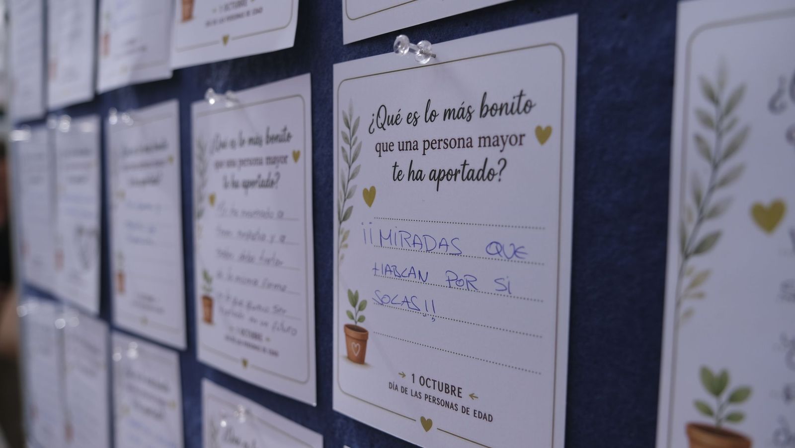 El Día de las Personas de Edad en Adra, organizado por el Ayuntamiento y Clece, en imágenes