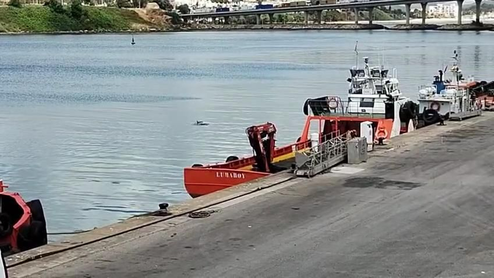 Dos delfines adultos y una cría, de paseo por el Puerto de Algeciras