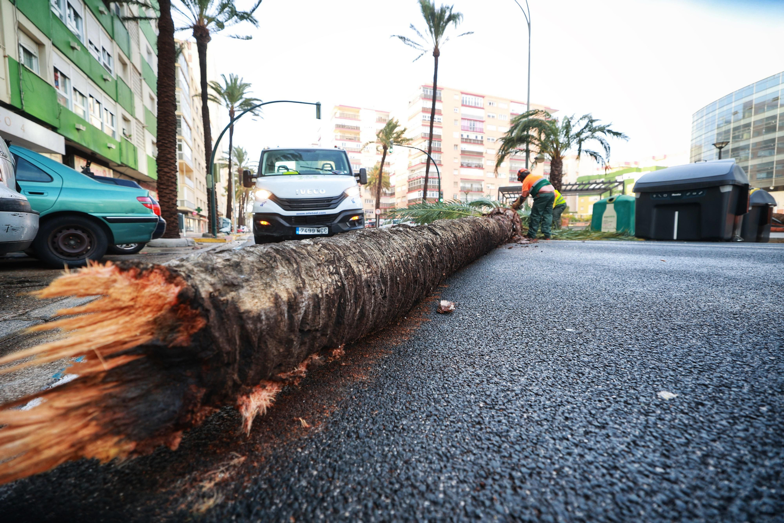 El temporal Bernard arrasa como un ciclón con la arboleda y mobiliario urbano de Cádiz