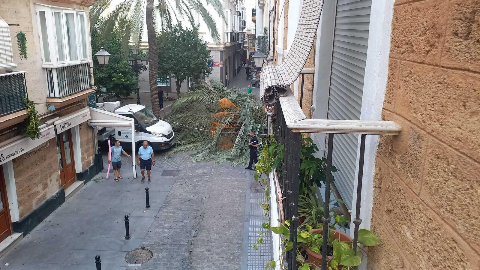 La palmera que ha caído este lunes.