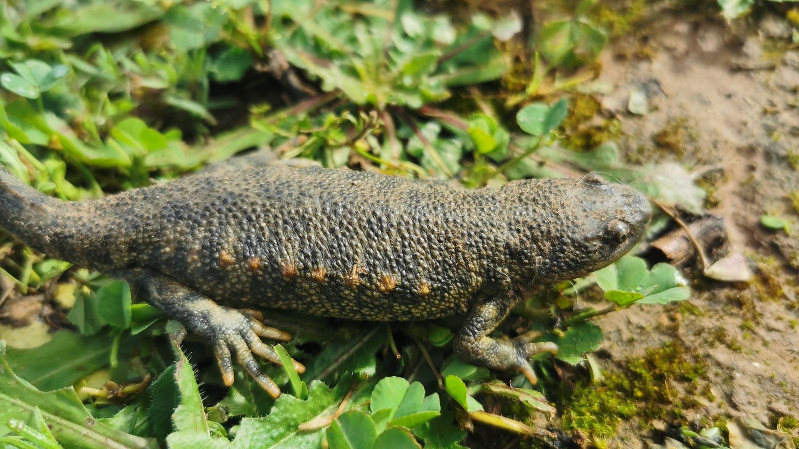 Un tritón en el Santuario 'Wendy Climents'.