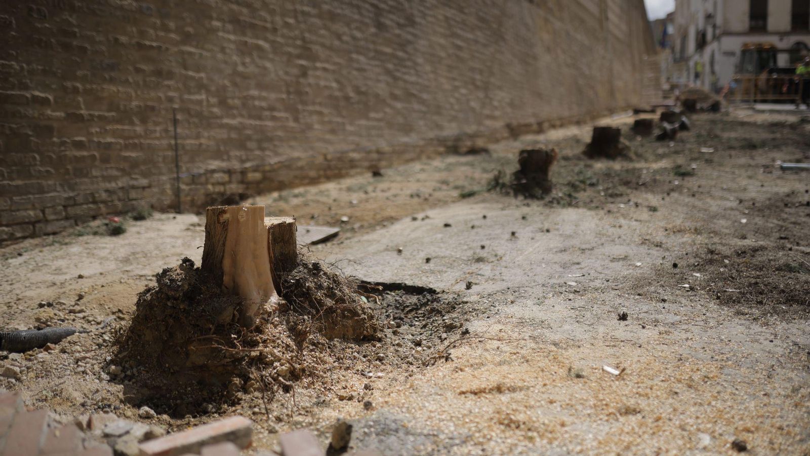 Tala de cipreses en San Pedro.