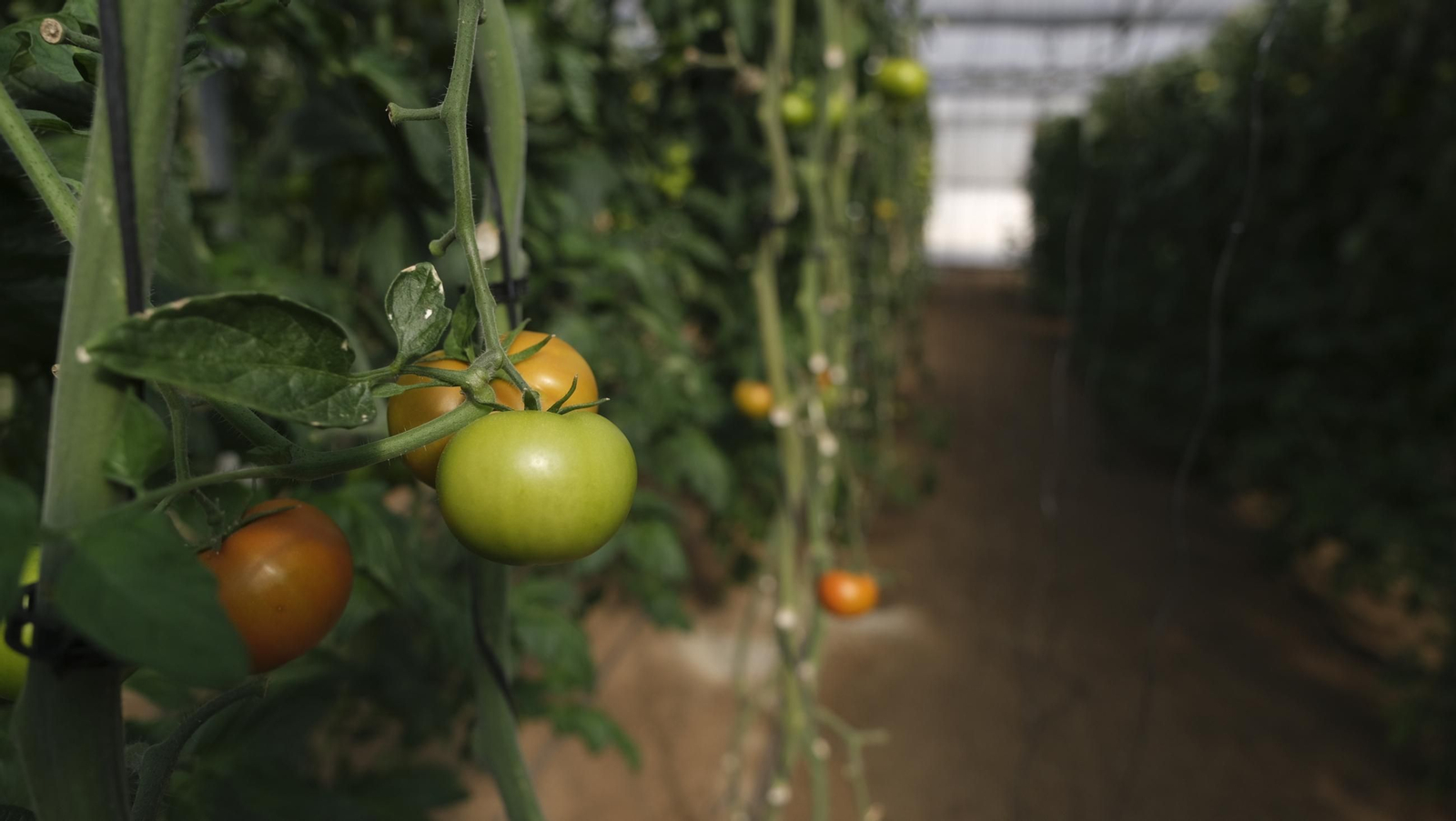 50 años de la Estación Experimental Cajamar-Las Palmerillas, en fotos