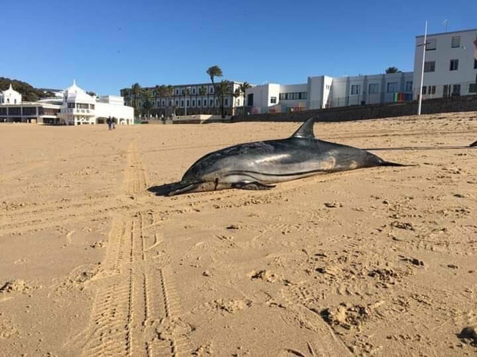 El delfín en La Caleta.