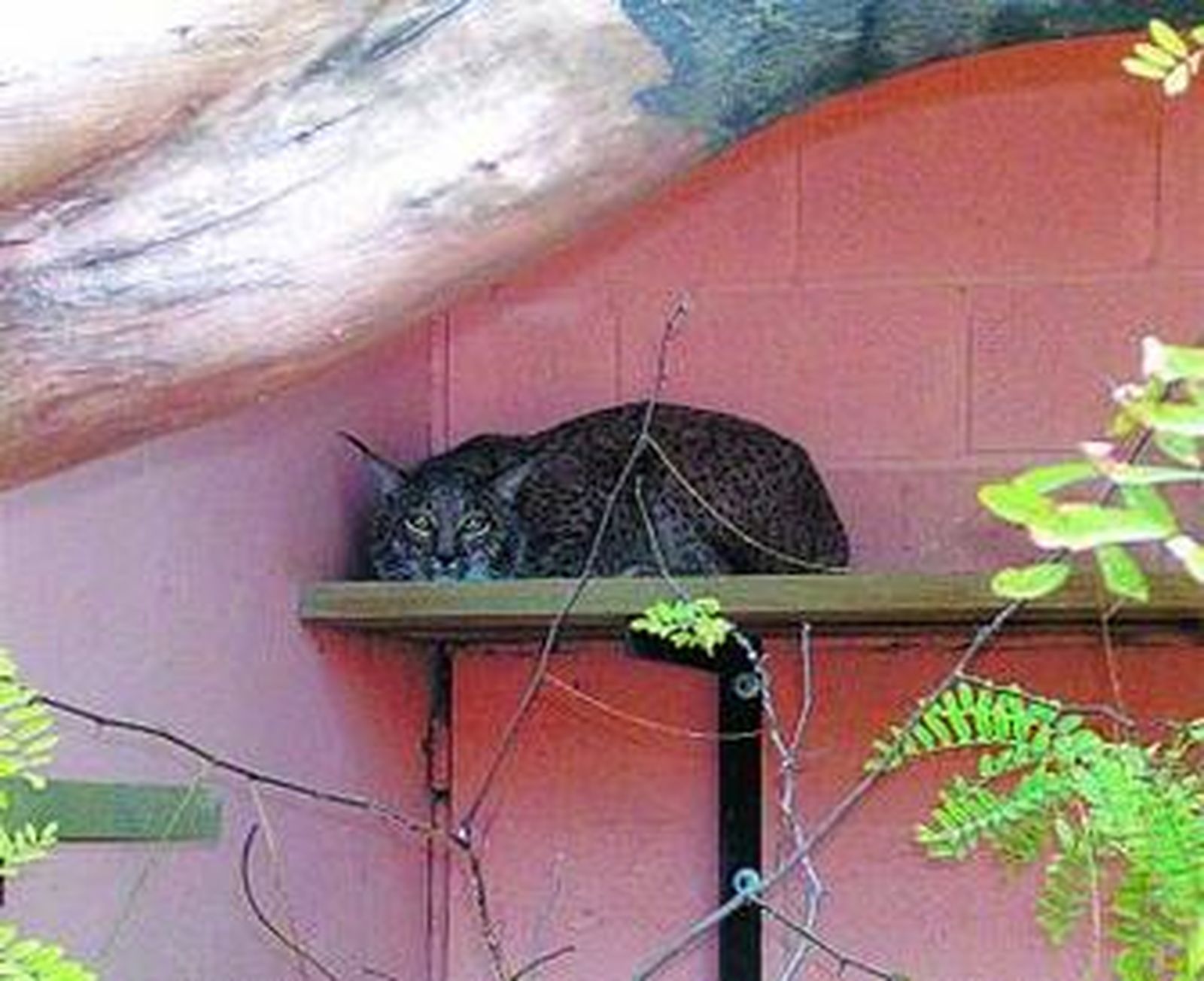 Azahar en su habitáculo del Zoo Botánico.