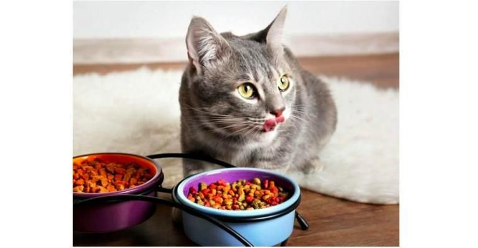 Esta es la lista de los alimentos prohibidos para tu gato