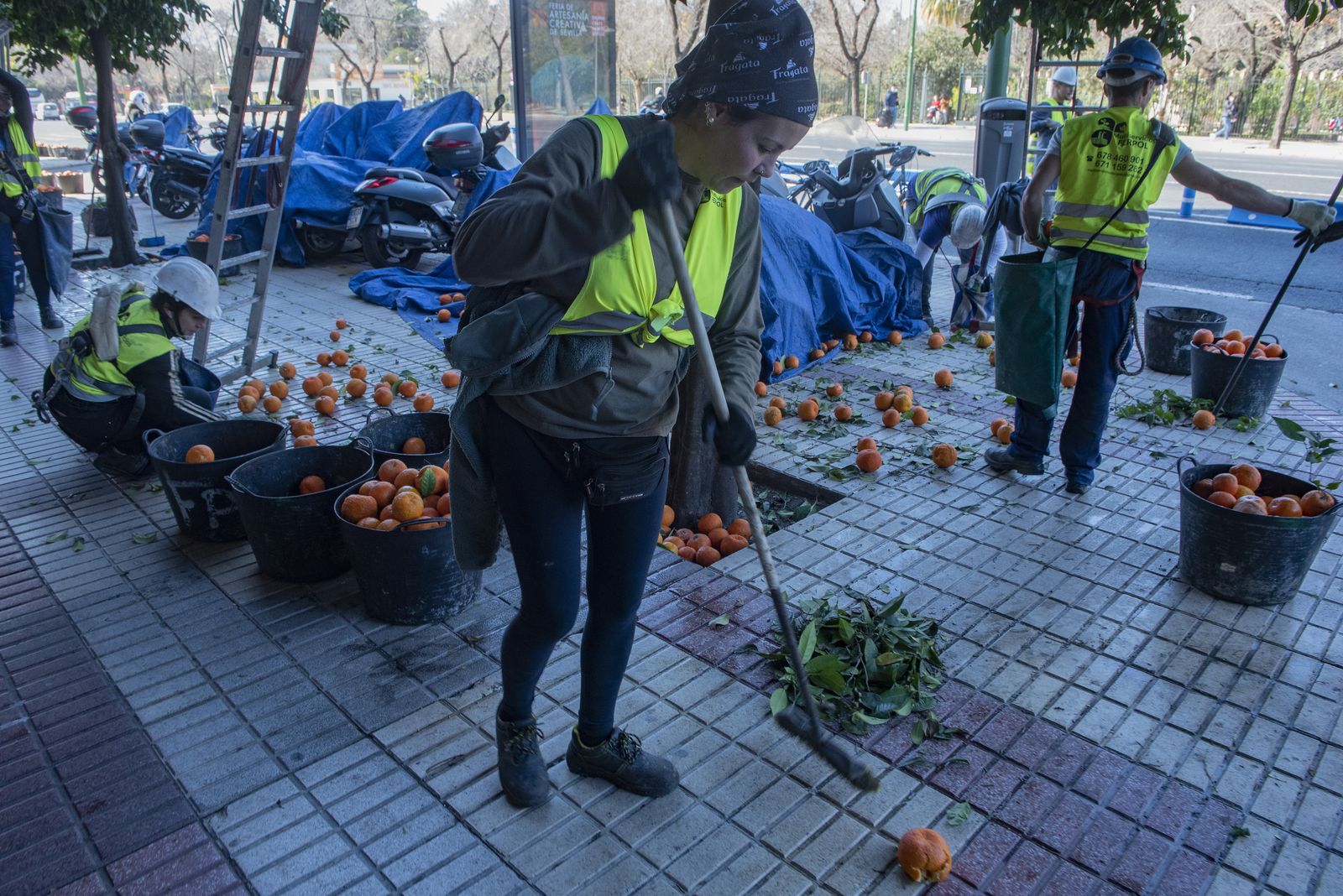 La recogida de naranja amarga en Sevilla
