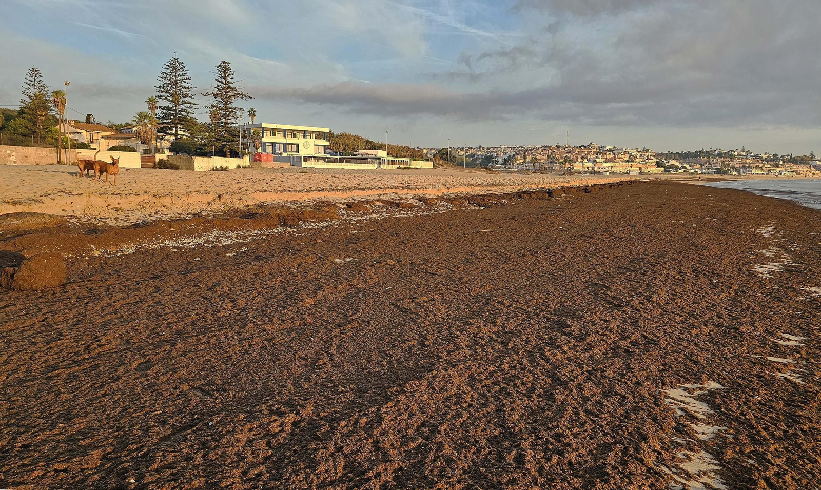 Fotos del nuevo arribazón de alga asiática en la playa de Getares de Algeciras