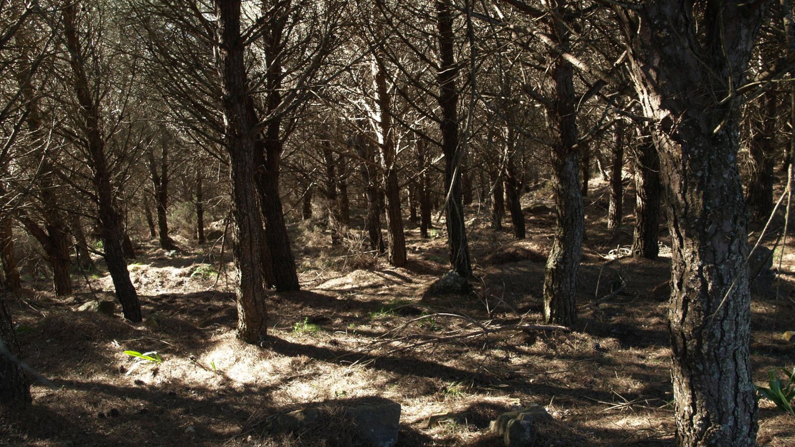 Pinar de forestación sobre herriza en el Campo de Gibraltar donde ha desaparecido prácticamente toda la vegetación debido a la densidad de árboles plantados.