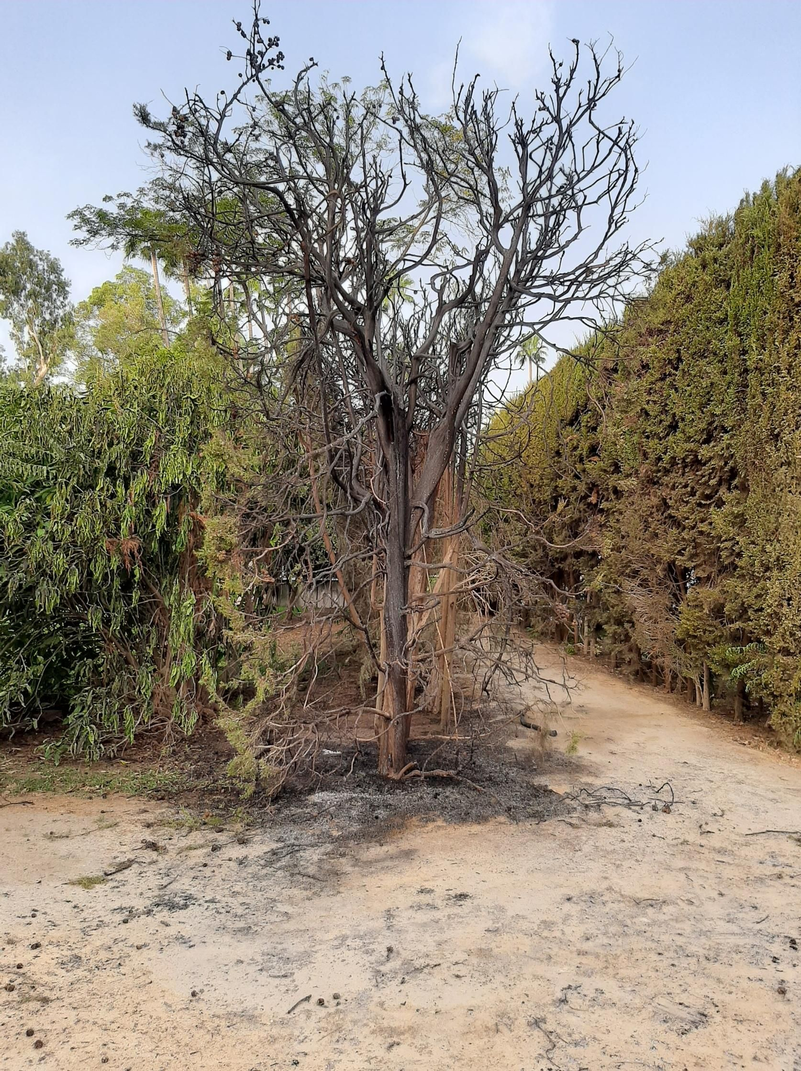 Vegetación afectada por el fuego en la Glorieta de Ofelia Nieto.