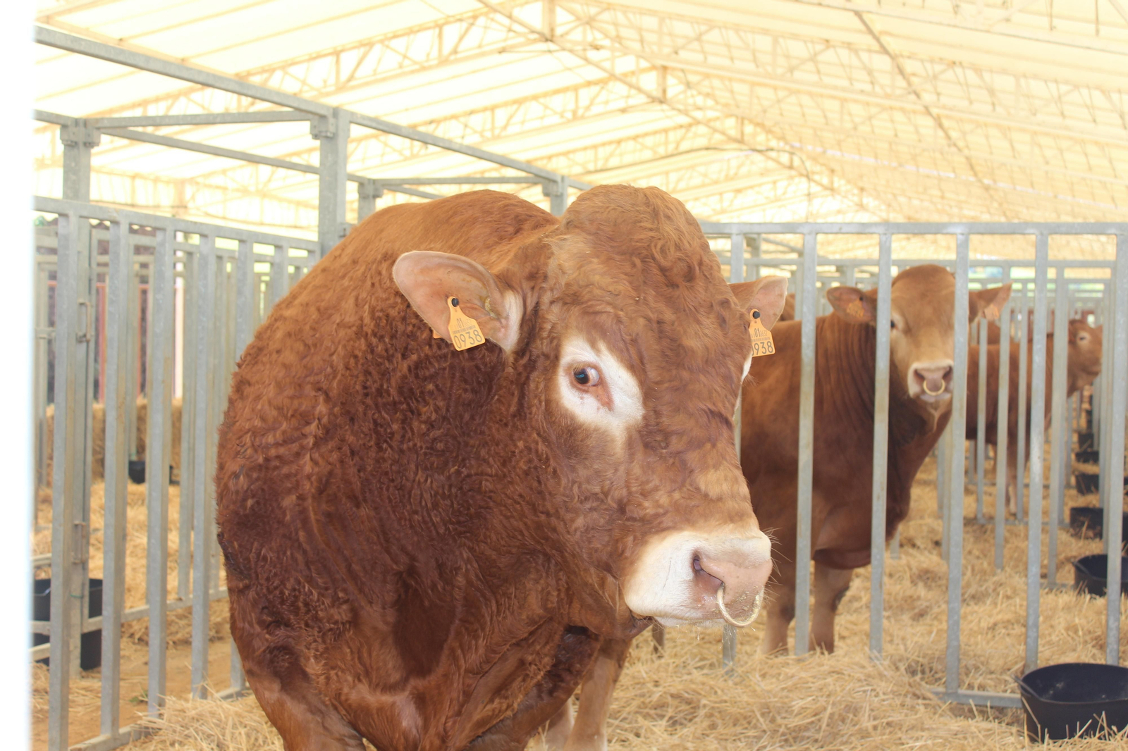 Jueves de feria de Vejer, en imágenes