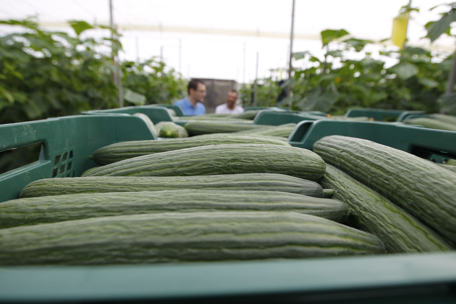El pepino es uno de los cultivos que más subió a mediados del pasado mes de noviembre. Ahora Almería cultiva el 95% de lo que hay en el mercado y, sin embargo, no controla el precio.