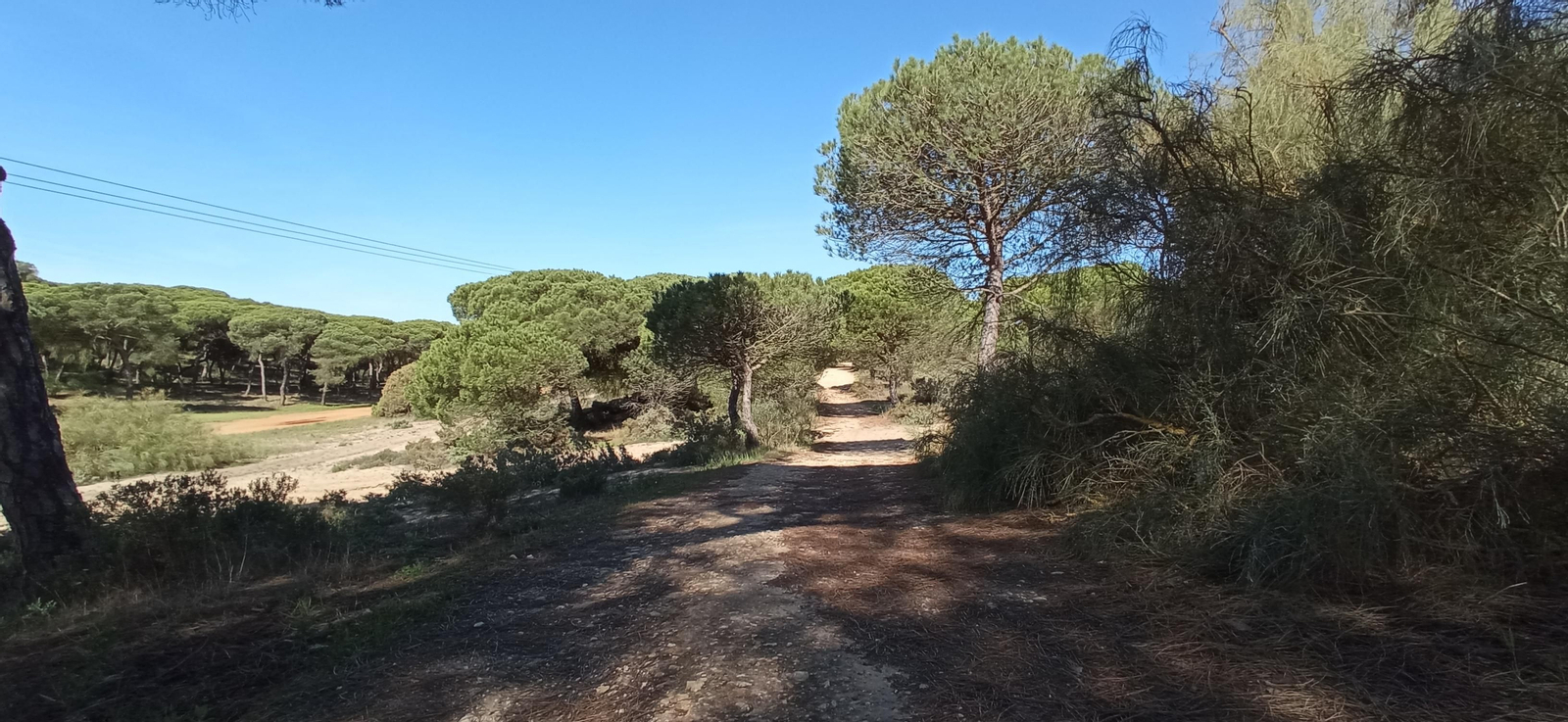 Las imágenes de la ruta de las salinas del Astur y los pinares de Punta Umbría