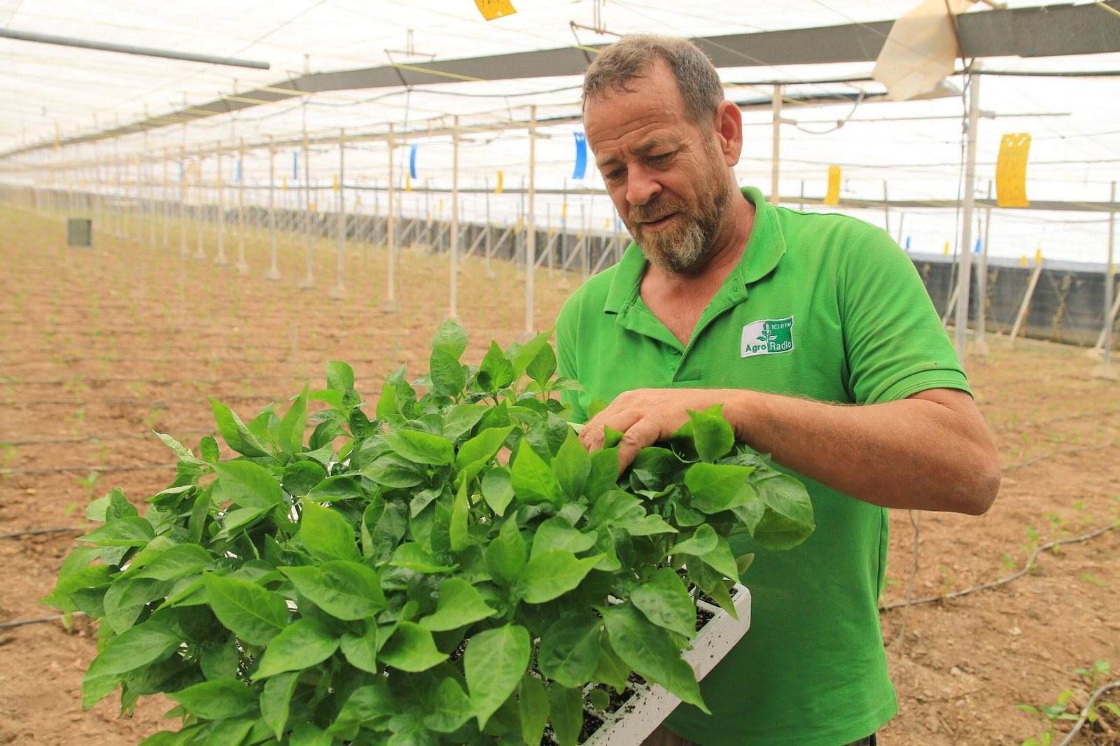Vea los famosos pimientos tempranos de los campos de Dalías